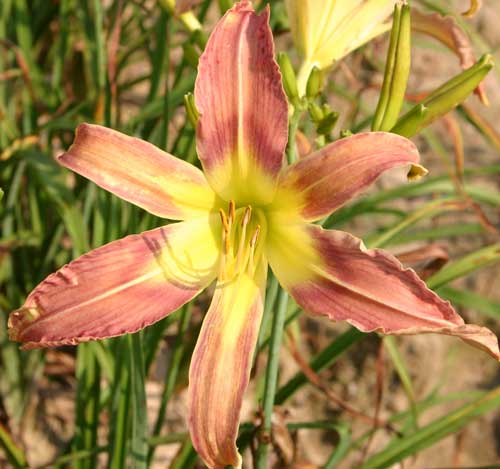 daylily bloom