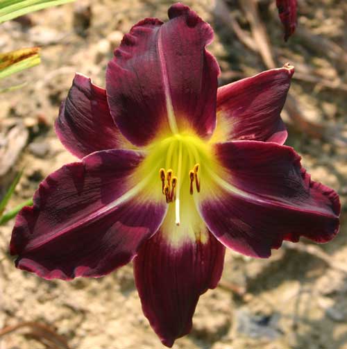 daylily bloom