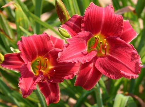 daylily bloom