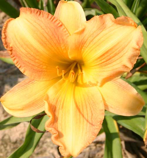 daylily bloom