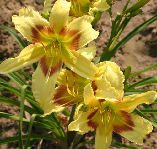 daylily blooms