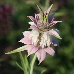 Spotted beebalm