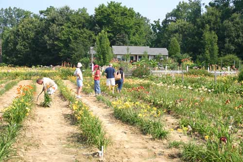 view of field with customers