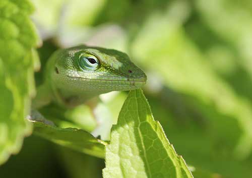 Carolina anole