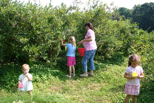 Hester family picks berries