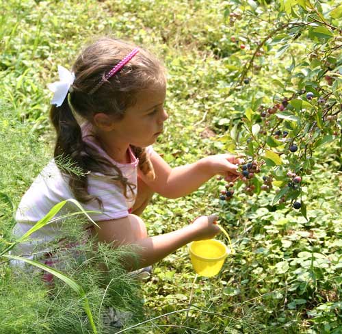 Holly picks berries