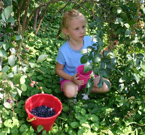 Lillie picks berries