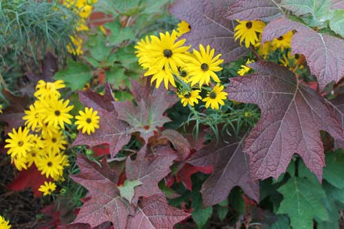 swamp sunflower with oakleaf hydrangea