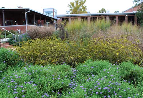 pollinator garden