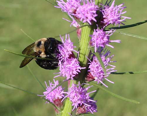 Carpenter bee on Liatris