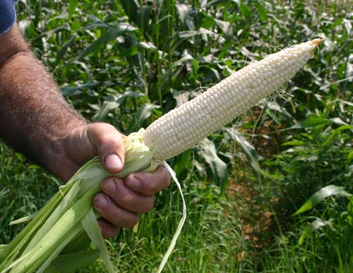 wel-filled ear of corn