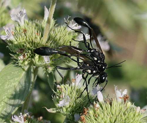 Sphecid wasps mating