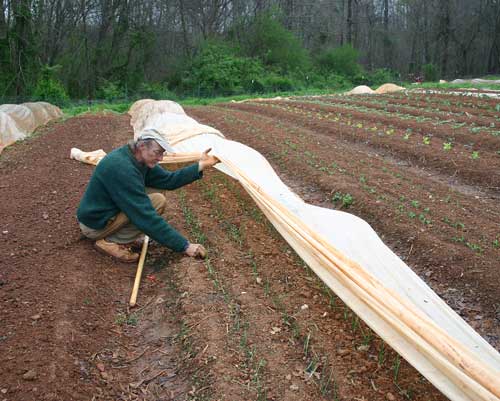 Farmer Doug Jones inspects his onion bed