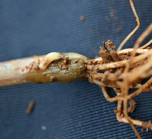 seedcorn maggot in onion set
