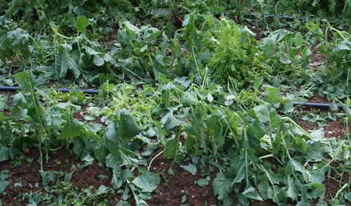 collards