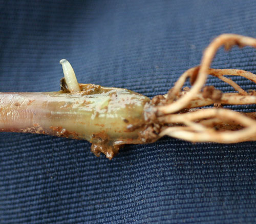 seedcorn maggot in onion set
