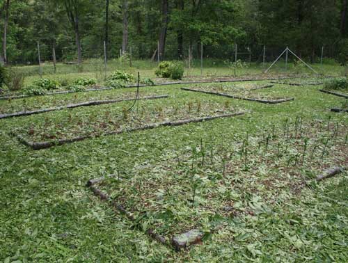 cut flower beds