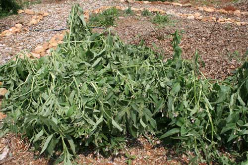 comfrey