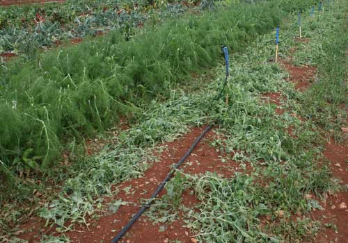 sugar snap peas