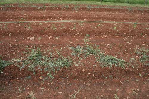 tomatoes and peppers