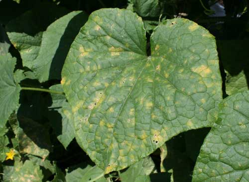 infected cucumber leaf