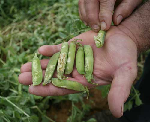 sugar snap peas