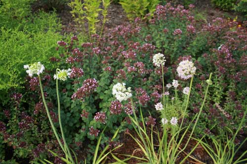 pollinator garden 