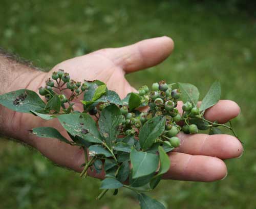 blueberries