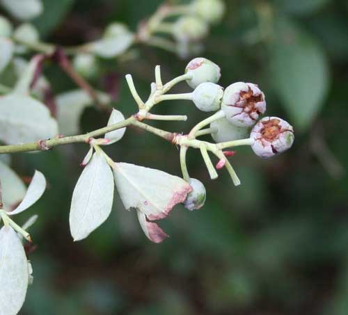 blueberries