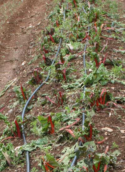 swiss chard