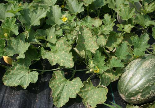 infected melon field