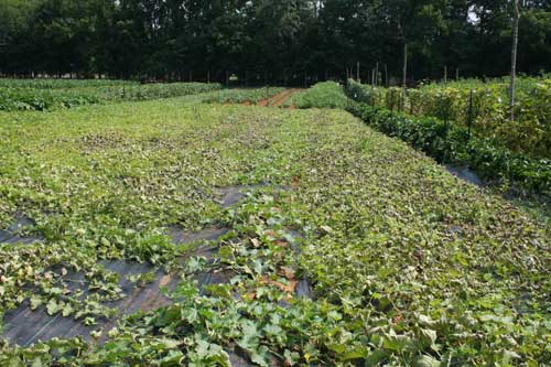 infected melon field