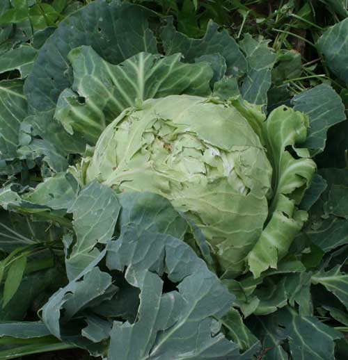 cabbage