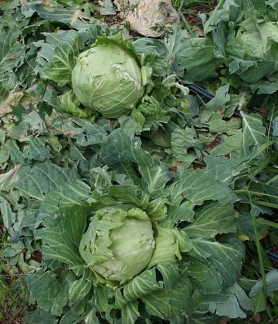 cabbage