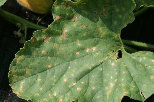 infected melon leaf