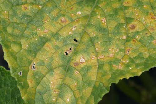 close-up of infected leaf