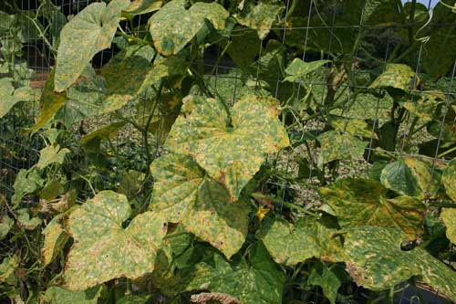 infected cucumber plants