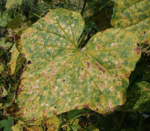 close-up of infected cucumber leaf