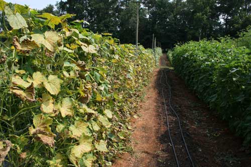 downy mildew on cucumber crop