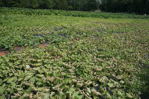 melon field