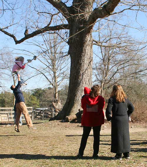 Celebrity tree swing
