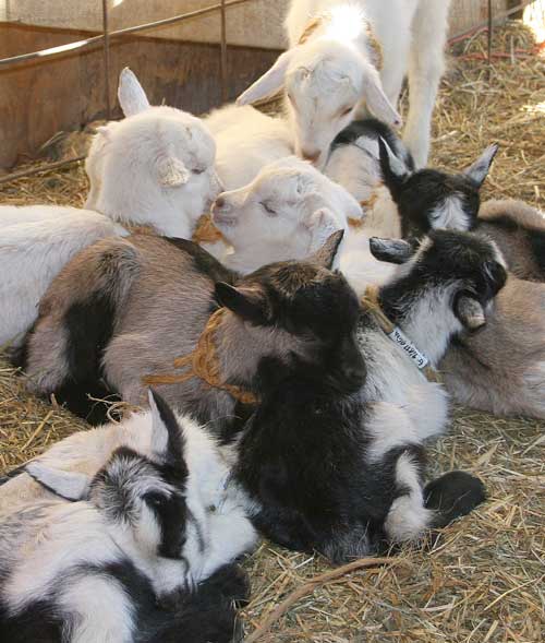 newborn kids pile up under the heat lamp