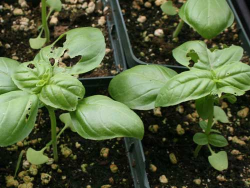 slug damage on basil