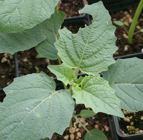 damage on tomatillo