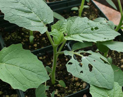 damage on tomatillo