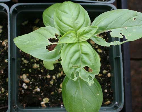 slug damage on basil