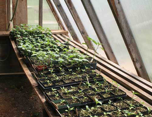 Transplants in greenhouse