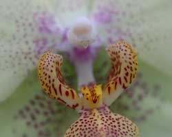 orchid