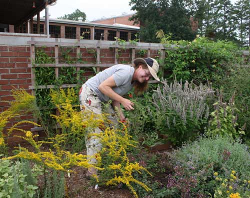 deadheading blooms