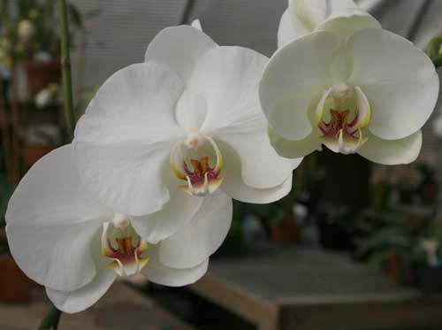 orchids